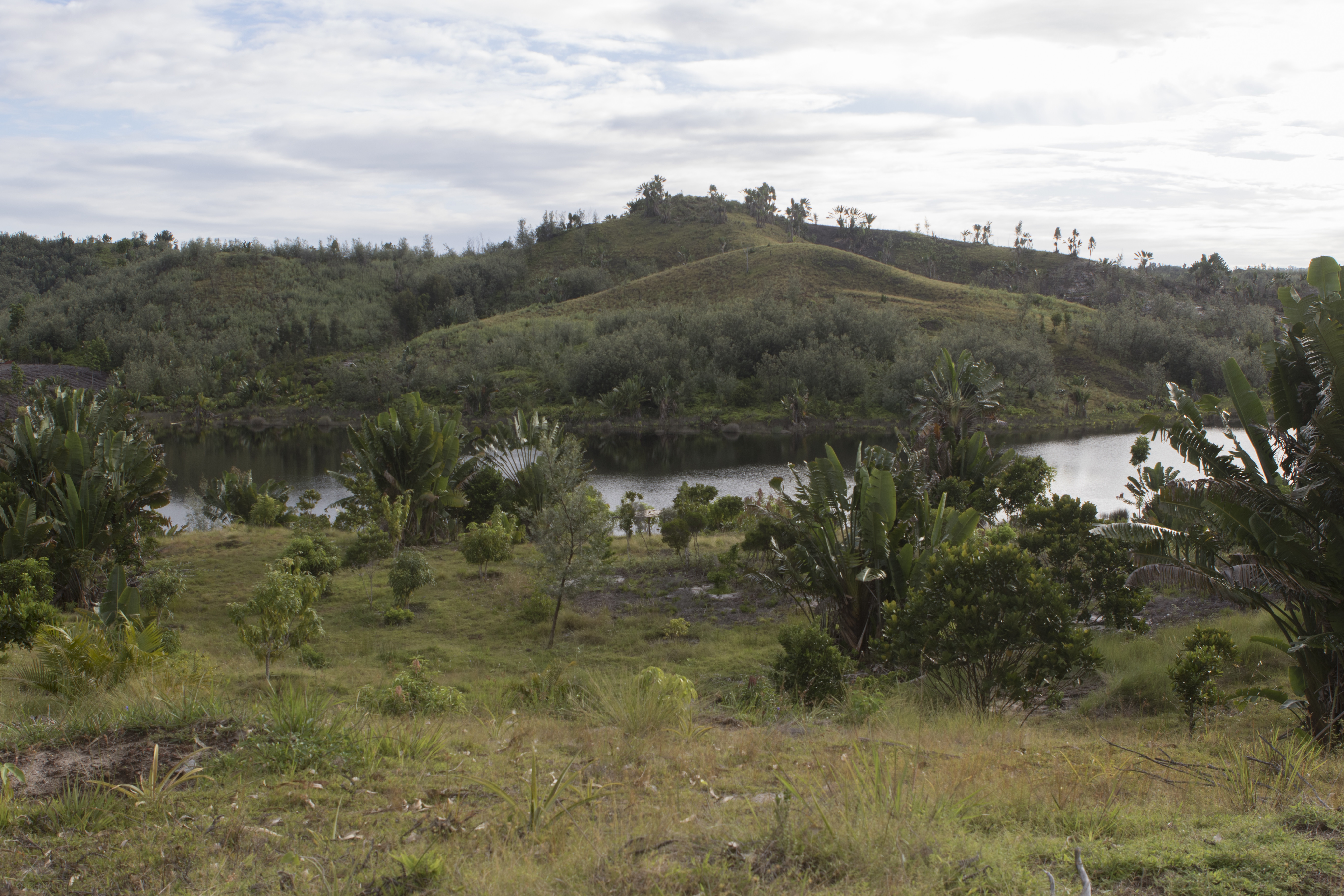 Habitat Lac Ampitabe