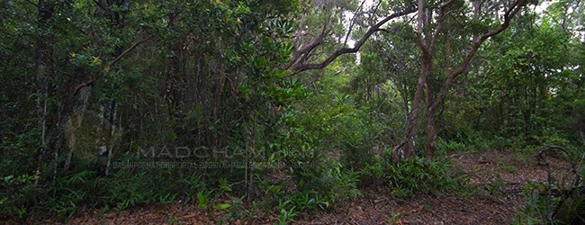 Habitat Ampitabe 1