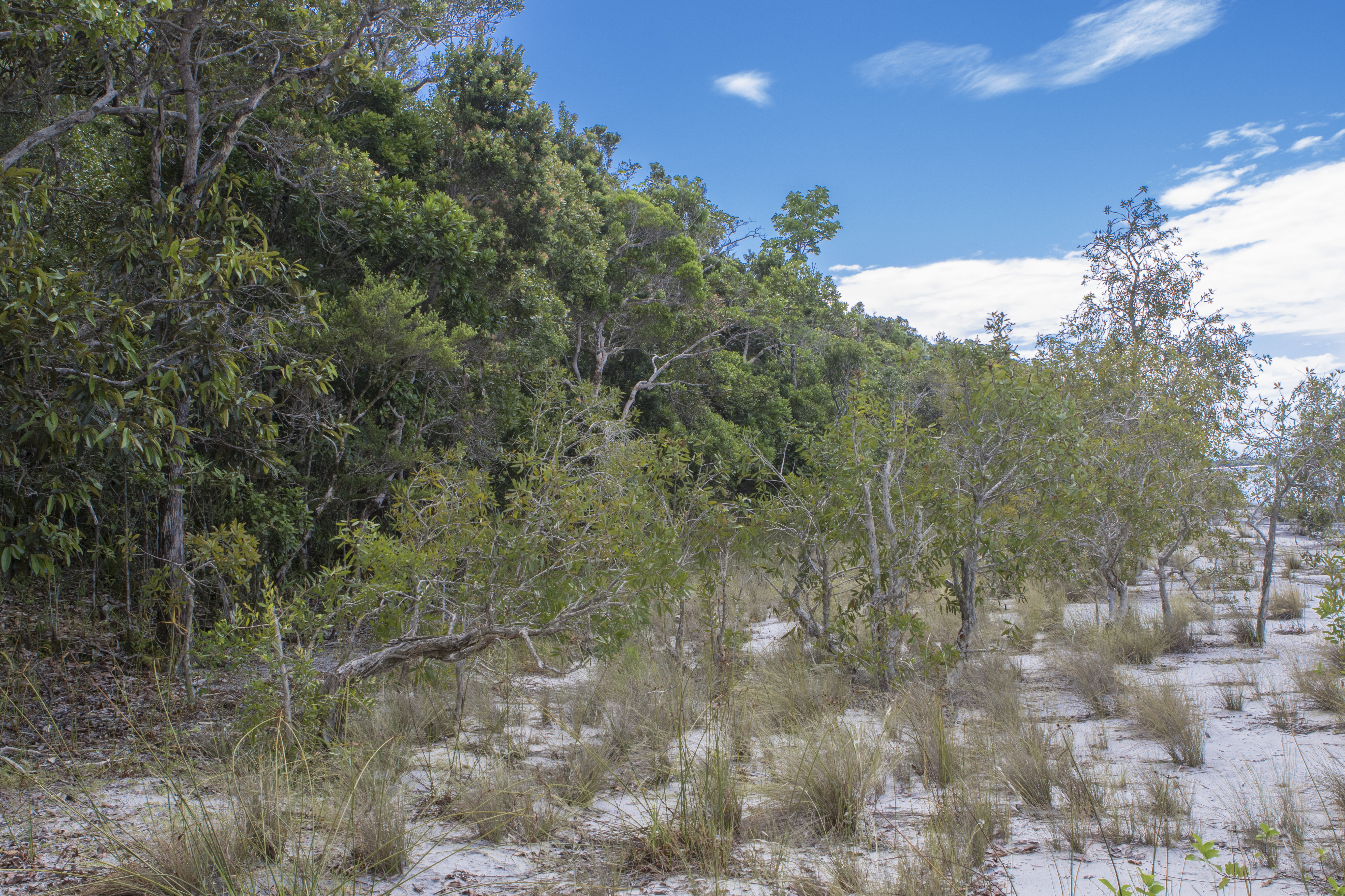 Habitat Lac Ampitabe