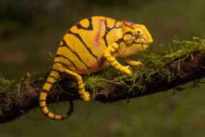 Furcifer timoni, female, Montagne d'Ambre, 2019