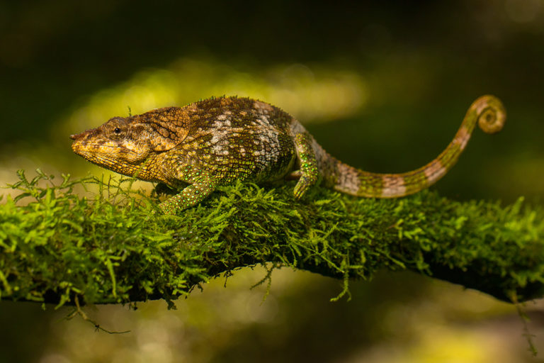 Calumma amber, male, Montagne d'Ambre, 2019