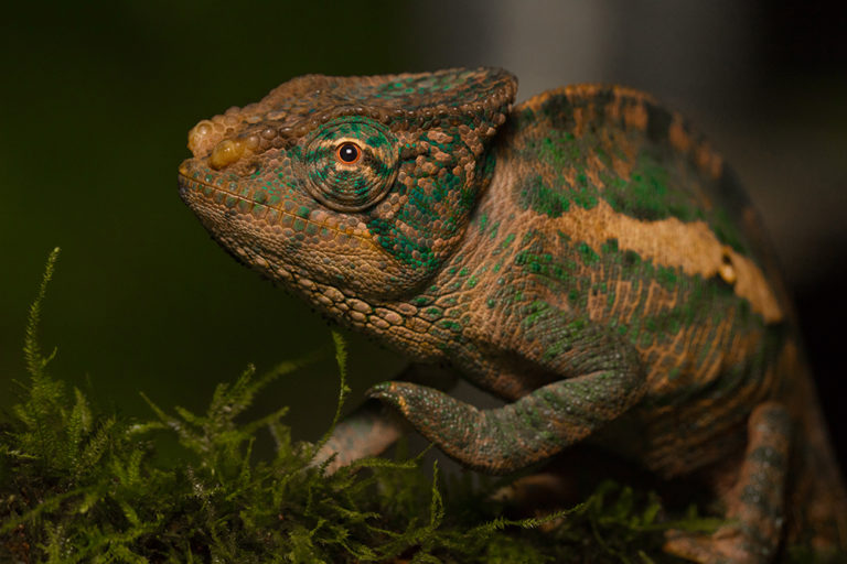 Calumma ambreense, male, Montagne d'Ambre, 2019