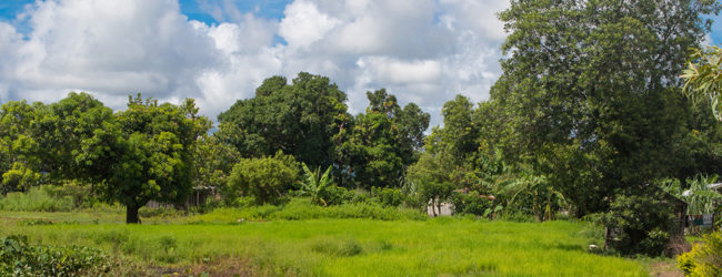 Furcifer pardalis Ambilobe, Habitat, 2019
