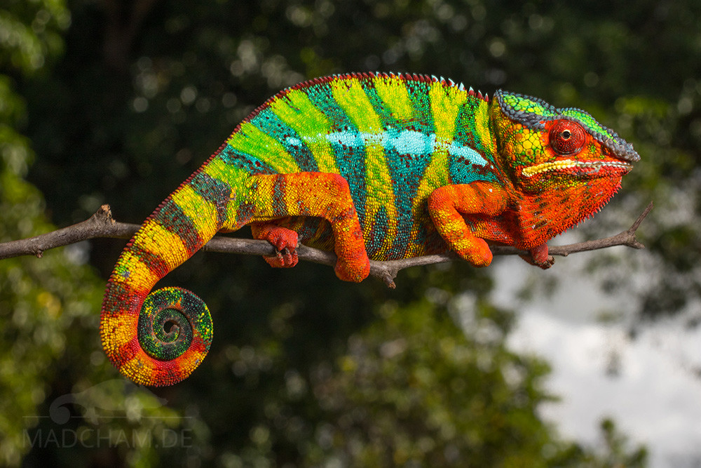 Ambilobe Panther Chameleon