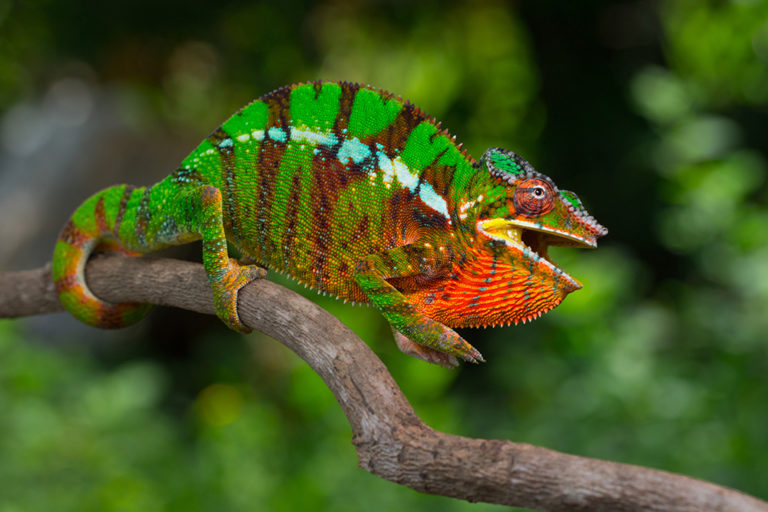 Furcifer pardalis Ambilobe, male, 2019