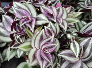 Tradescantia zerebrina