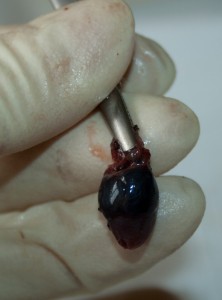 Herz eines Furcifer pardalis