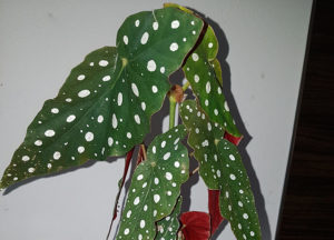 Begonia maculata