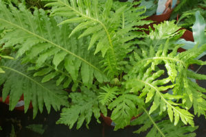 Blechnum gibbum