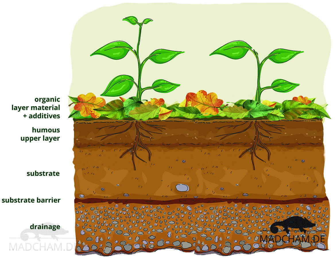 Terrarium Soil And Substrates: Best Choices for Healthy Plants