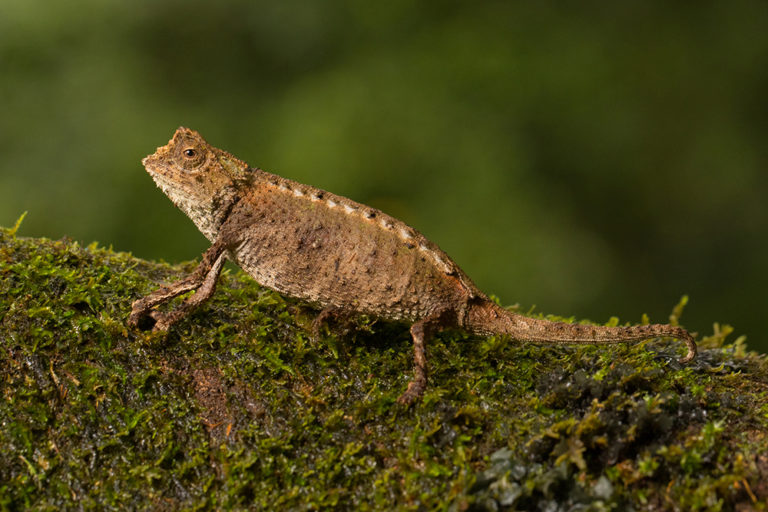 Brookesia antakarana Montagne d'Ambre 2019