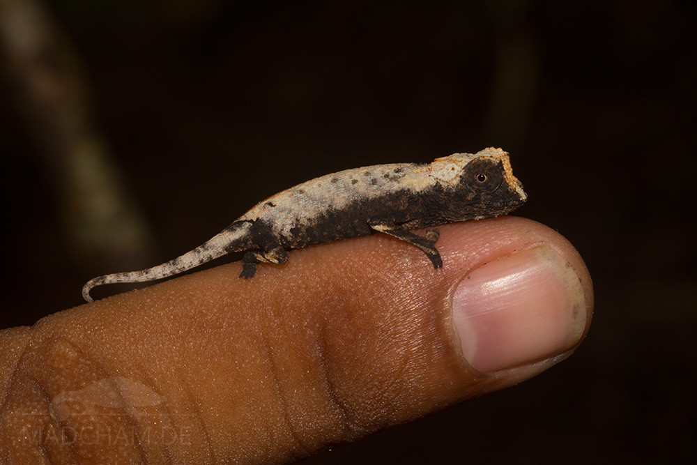 Brookesia stumpffi Jungtier Größenvergleich