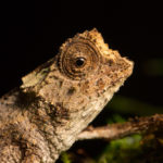 Brookesia stumpffi, Montagne d'Ambre, 2019