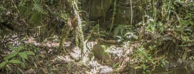 Brookesia superciliaris aus Ranomafana Habitat