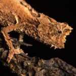 Brookesia thieli in Ranomafana 2018