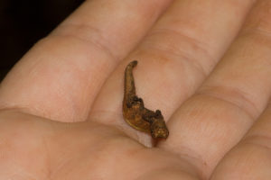 Brookesia tuberculata, Montagne d'Ambre 2017 