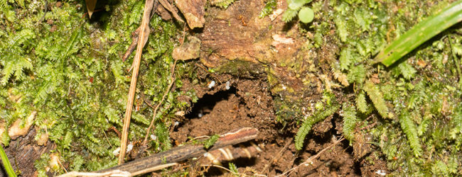 Brookesia tuberculata, Montagne d'Ambre, 2019 (1)