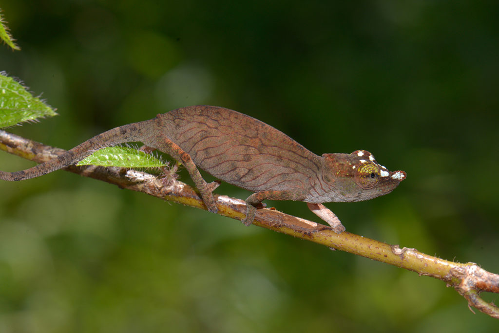Calumma nasutum Madcham.de
