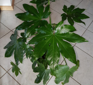 Fatsia japonica