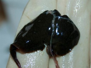 Gesunde Chamäleon-Leber