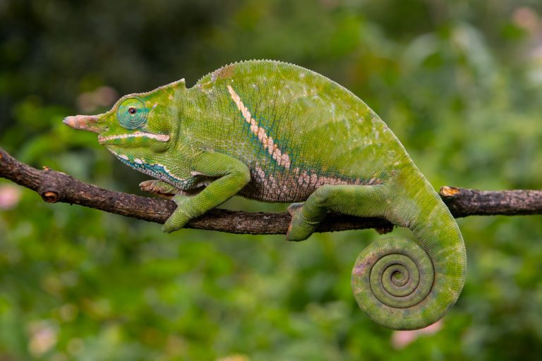 Furcifer balteatus in Ranomafana 2018