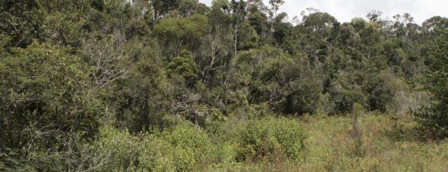 Furcifer campani neues Habitat