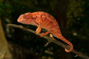 Furcifer lateralis in Isalo 2017 