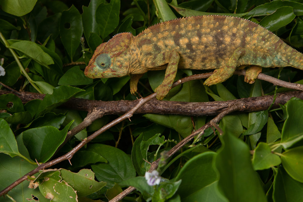 Furcifer oustaleti Madcham.de