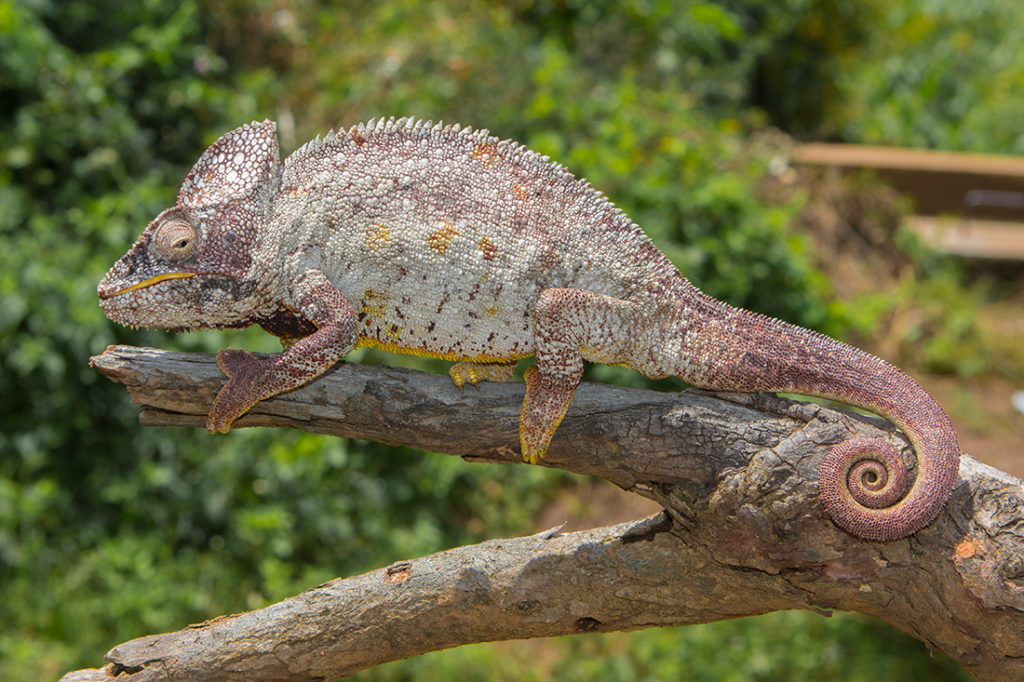 Furcifer oustaleti Madcham.de