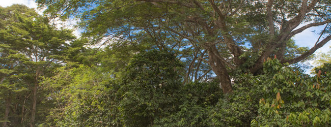 Furcifer pardalis Ambanja, Habitat, 2019
