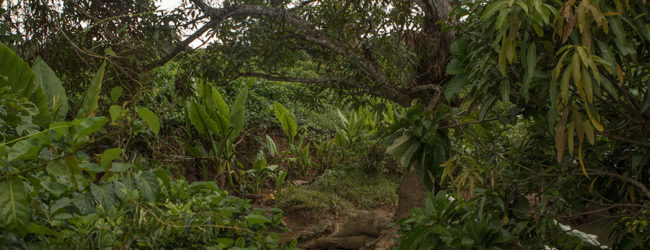 Furcifer pardalis Habitat Ankaramibe 2019