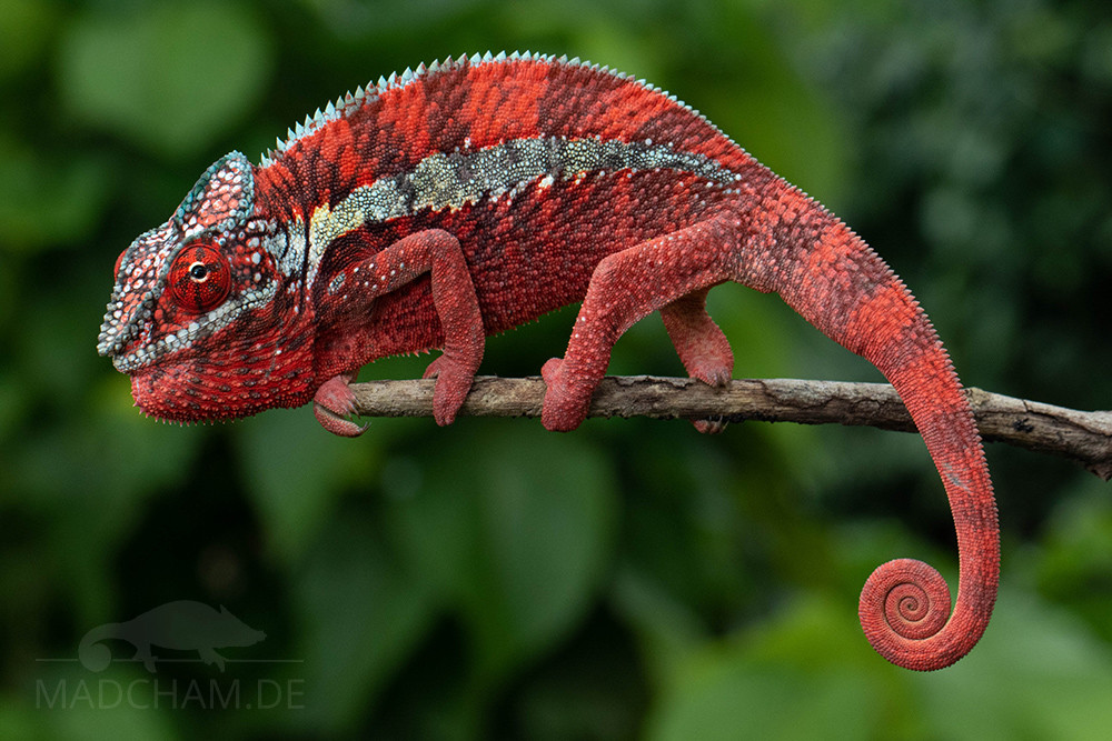 Do Chameleons Have Predators?