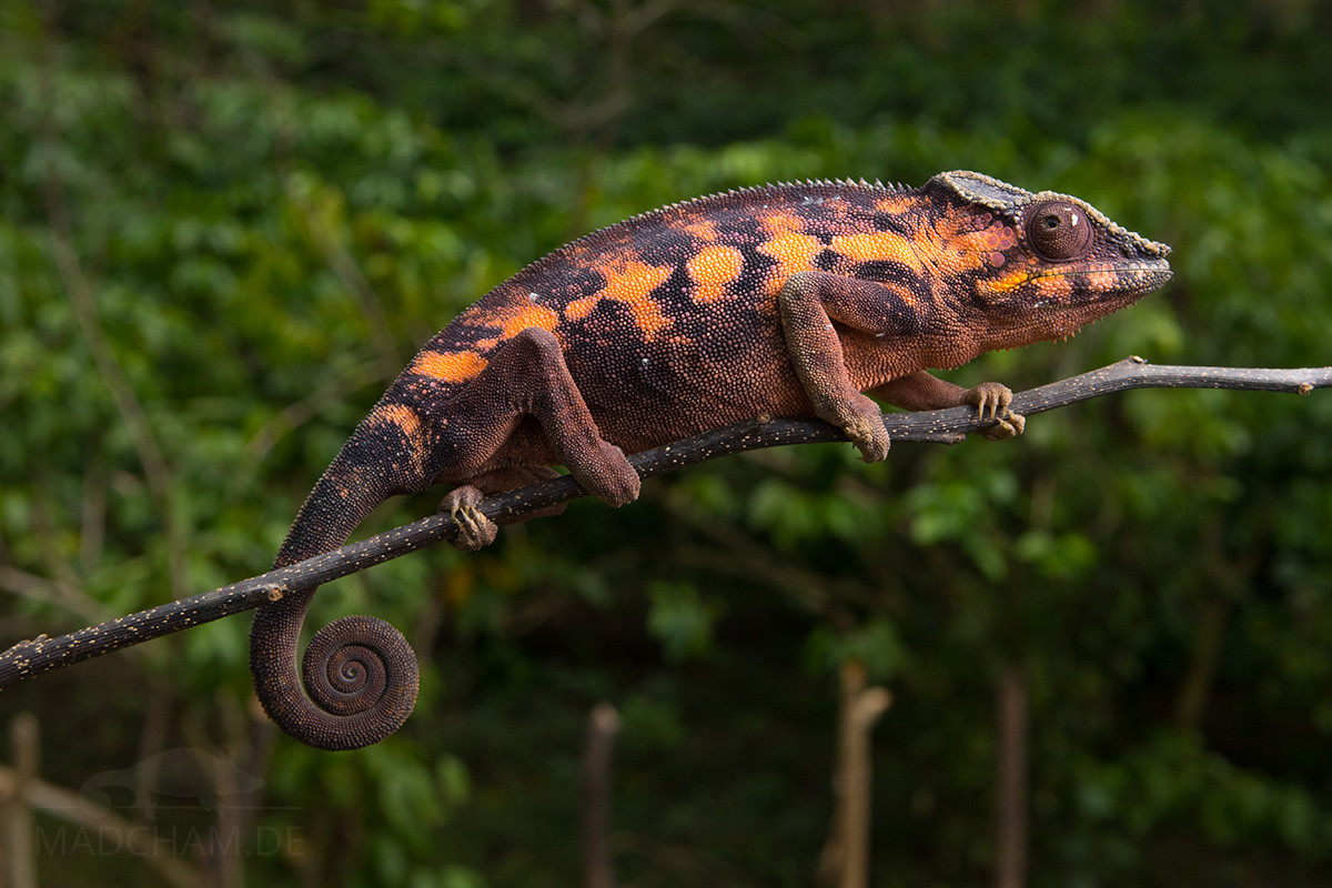 Combien Coute Un Cameleon Madcham De Combien Coute Un Cameleon Madcham De