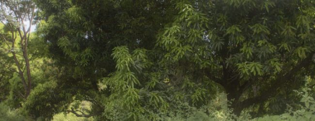 Furcifer viridis Habitat