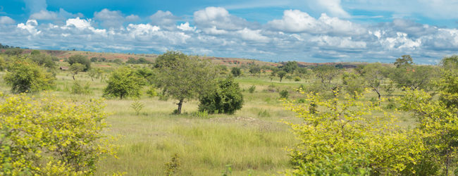 Furcifer viridis Habitat südlich von Ankaramibe 2019