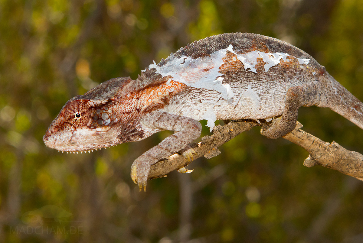 Shedding Problems Madcham De