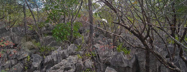 Habitat Ankarana West, 2013