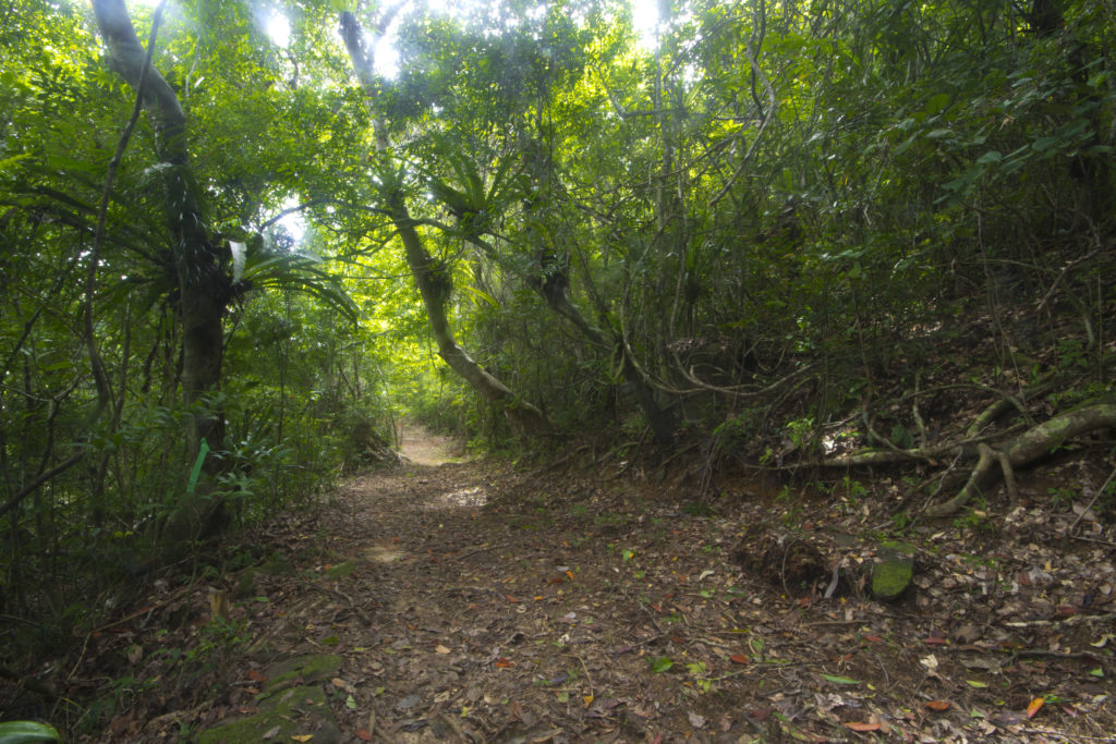 (Deutsch) Habitat auf der Insel Nosy Mangabe, 2014