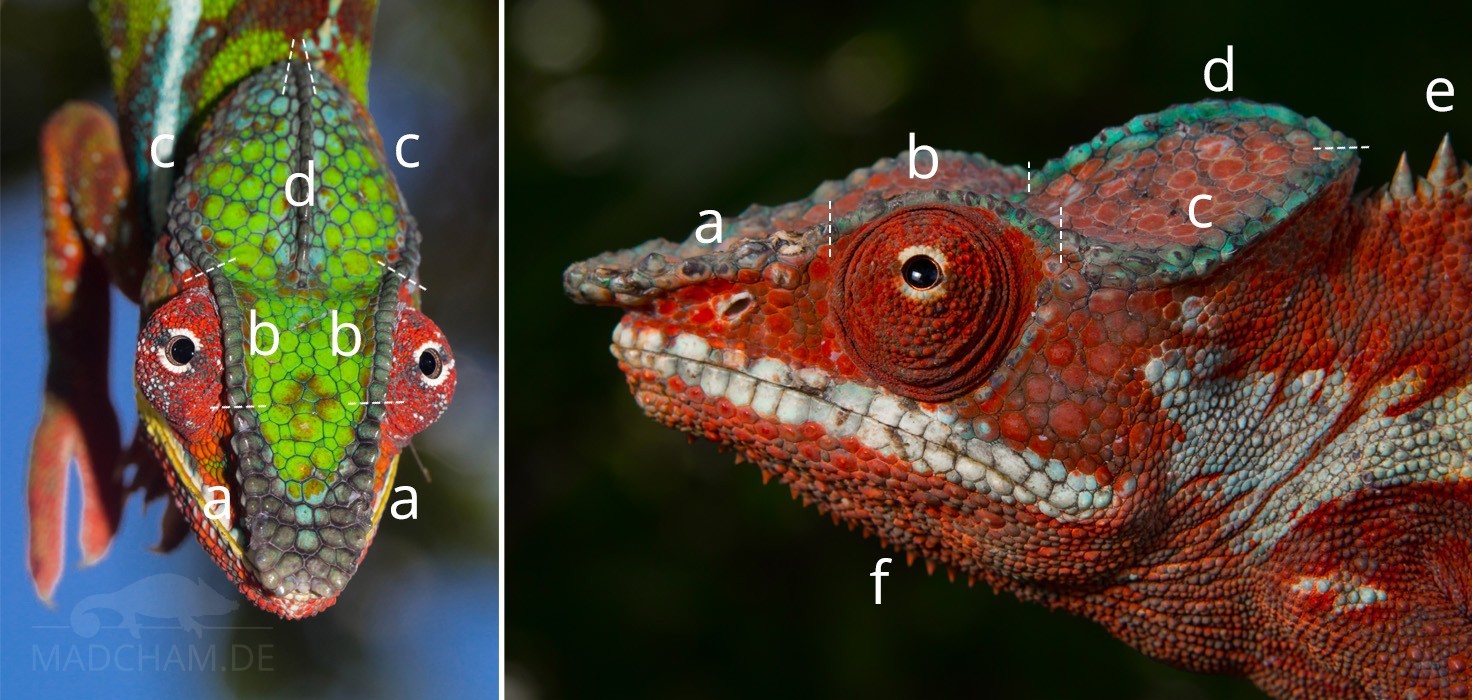 Head crests in chameleons