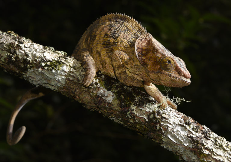 Calumma brevicorne