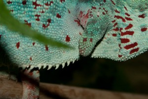 Furcifer pardalis, amputierter Fuß nach einschnürendem Häutungsrest