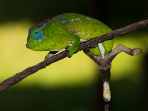 Kotabsatz Furcifer petteri, 2013 im Montagne d'Ambre