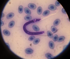 Mikrofilarie im Blutausstrich von Furcifer pardalis