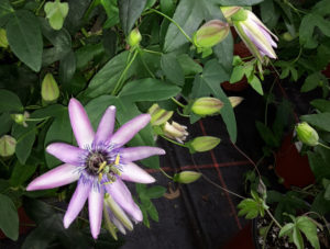 Passiflora