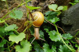 Schnecke im Garten