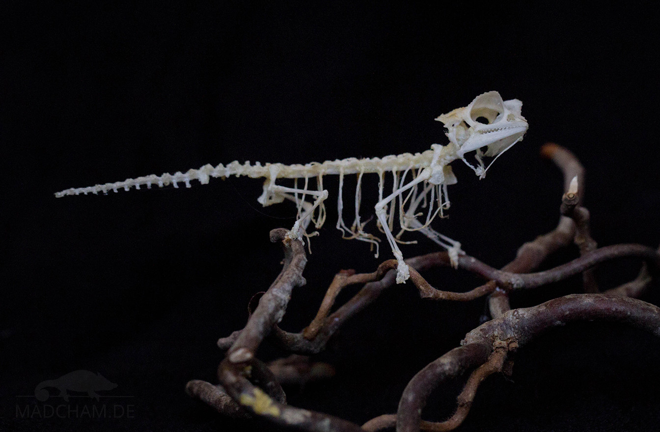 Skelett Brookesia stumpffi