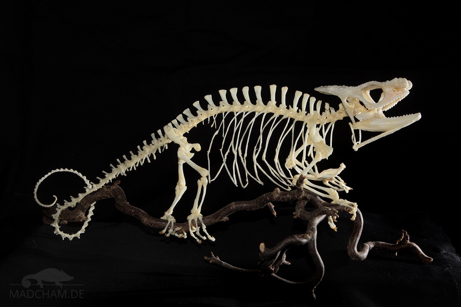Anatomie – Madcham.de