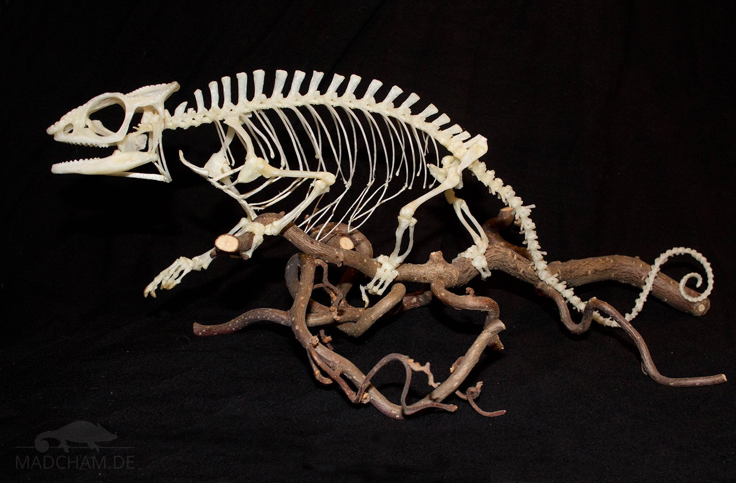 Skelett Furcifer pardalis Männchen