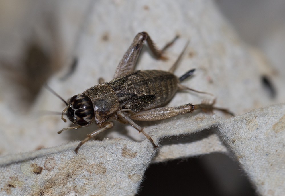 Conserver et nourrir les insectes (grillons, blattes, criquets