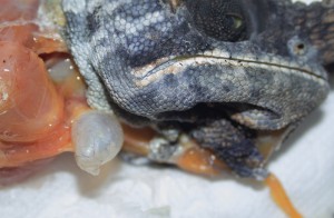 Zusätzlicher Luftsack im Kehlbereich eines Furcifer balteatus